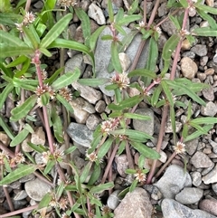 Alternanthera denticulata (Lesser Joyweed) at Oaks Estate, ACT - 29 Jan 2025 by JaneR