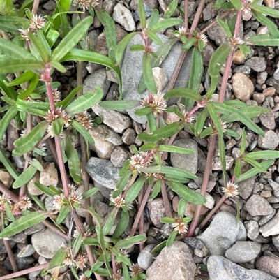 Alternanthera denticulata (Lesser Joyweed) at Oaks Estate, ACT - 29 Jan 2025 by JaneR