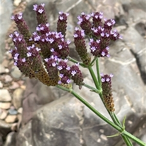 Verbena incompta (Purpletop) at Oaks Estate, ACT by JaneR