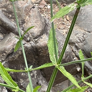 Verbena incompta at Oaks Estate, ACT - 29 Jan 2025 01:25 PM