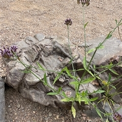 Verbena incompta at Oaks Estate, ACT - 29 Jan 2025 01:25 PM