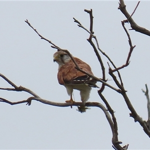 Falco cenchroides (Nankeen Kestrel) at Tharwa, ACT by RodDeb