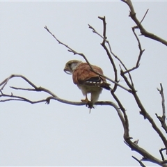 Falco cenchroides at Tharwa, ACT - Yesterday 12:34 PM