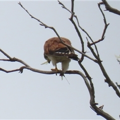 Falco cenchroides at Tharwa, ACT - Yesterday 12:34 PM