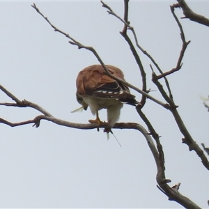 Falco cenchroides at Tharwa, ACT - Yesterday 12:34 PM