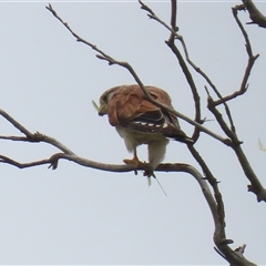 Falco cenchroides at Tharwa, ACT - Yesterday 12:34 PM