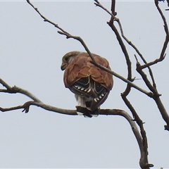 Falco cenchroides at Tharwa, ACT - Yesterday 12:34 PM