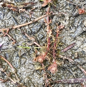 Myriophyllum verrucosum (Red Water-milfoil) at Oaks Estate, ACT by JaneR