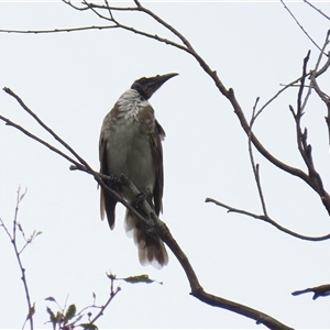 Philemon corniculatus at Tharwa, ACT - 29 Jan 2025 12:48 PM