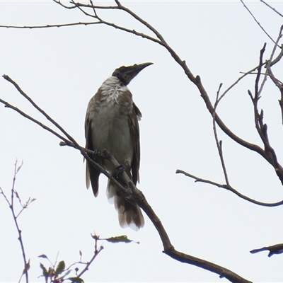 Philemon corniculatus (Noisy Friarbird) at Tharwa, ACT - 29 Jan 2025 by RodDeb