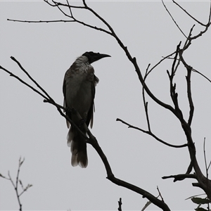 Philemon corniculatus at Tharwa, ACT - 29 Jan 2025 12:48 PM