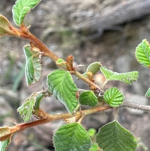 Pomaderris betulina subsp. betulina (Birch Pomaderris) at Oaks Estate, ACT by JaneR