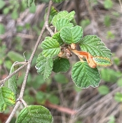 Pomaderris betulina subsp. betulina at Oaks Estate, ACT - 29 Jan 2025 01:42 PM