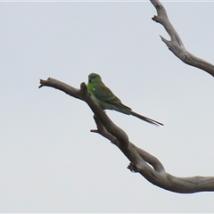 Psephotus haematonotus (Red-rumped Parrot) at Tharwa, ACT - 29 Jan 2025 by RodDeb