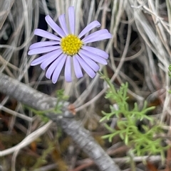 Brachyscome rigidula (Hairy Cut-leaf Daisy) at Oaks Estate, ACT - 29 Jan 2025 by JaneR