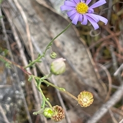 Brachyscome rigidula at Oaks Estate, ACT - 29 Jan 2025 01:48 PM