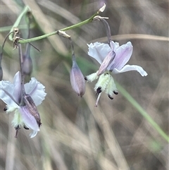 Arthropodium milleflorum (Vanilla Lily) at Oaks Estate, ACT - 29 Jan 2025 by JaneR