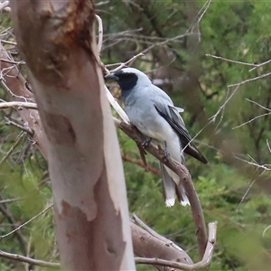 Coracina novaehollandiae at Tharwa, ACT by RodDeb