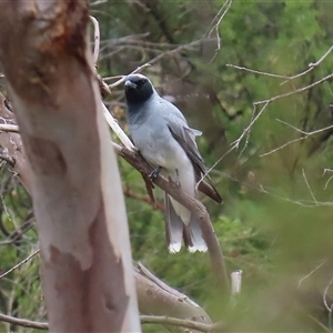 Coracina novaehollandiae at Tharwa, ACT - 29 Jan 2025 12:01 PM