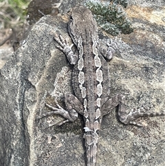 Amphibolurus muricatus at Oaks Estate, ACT - 29 Jan 2025 by JaneR