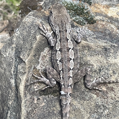 Amphibolurus muricatus at Oaks Estate, ACT - 29 Jan 2025 by JaneR