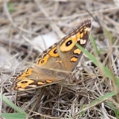 Junonia villida (Meadow Argus) at Tharwa, ACT - 29 Jan 2025 by RodDeb