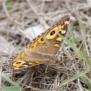 Junonia villida at Tharwa, ACT - 29 Jan 2025 11:38 AM