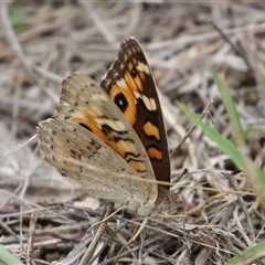 Junonia villida at Tharwa, ACT - 29 Jan 2025 11:38 AM