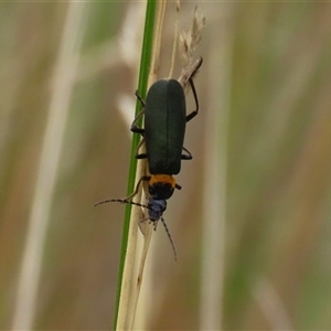 Chauliognathus lugubris (Plague Soldier Beetle) at Tharwa, ACT by RodDeb