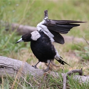 Gymnorhina tibicen at Tharwa, ACT by RodDeb