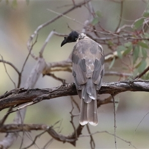 Philemon corniculatus at Tharwa, ACT by RodDeb