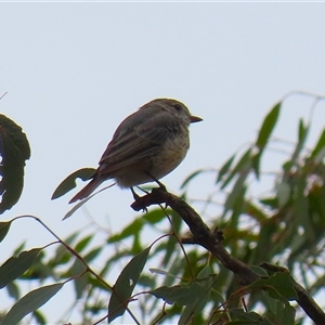 Pachycephala rufiventris at Tharwa, ACT by RodDeb