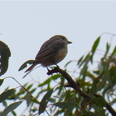 Pachycephala rufiventris (Rufous Whistler) at Tharwa, ACT - 29 Jan 2025 by RodDeb