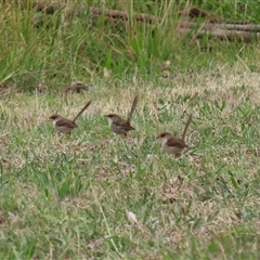 Malurus cyaneus (Superb Fairywren) at Tharwa, ACT - 29 Jan 2025 by RodDeb