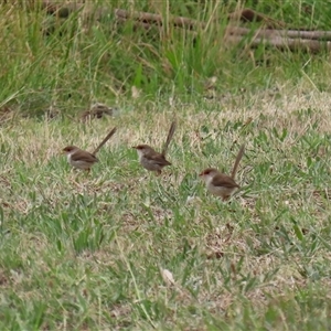 Malurus cyaneus at Tharwa, ACT by RodDeb