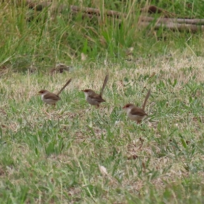 Malurus cyaneus (Superb Fairywren) at Tharwa, ACT - 29 Jan 2025 by RodDeb