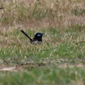 Malurus cyaneus at Tharwa, ACT - 29 Jan 2025 11:59 AM