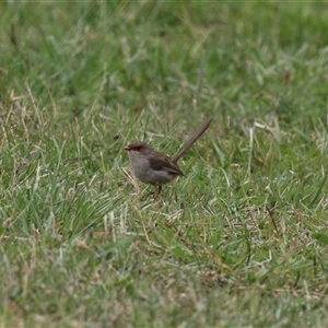 Malurus cyaneus at Tharwa, ACT - 29 Jan 2025 11:59 AM