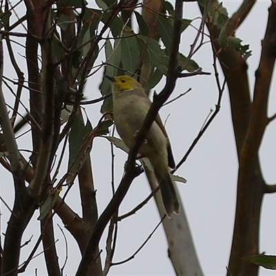 Ptilotula penicillata (White-plumed Honeyeater) at Tharwa, ACT - 29 Jan 2025 by RodDeb