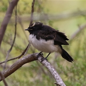 Rhipidura leucophrys at Tharwa, ACT by RodDeb