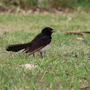 Rhipidura leucophrys at Tharwa, ACT - 29 Jan 2025 12:12 PM