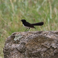 Rhipidura leucophrys at Tharwa, ACT - 29 Jan 2025 12:12 PM