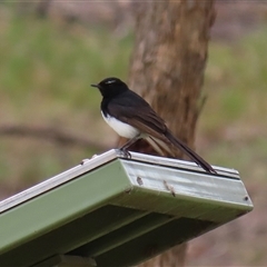 Rhipidura leucophrys at Tharwa, ACT - 29 Jan 2025 12:12 PM