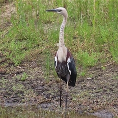 Ardea pacifica (White-necked Heron) at Tharwa, ACT - 29 Jan 2025 by RodDeb