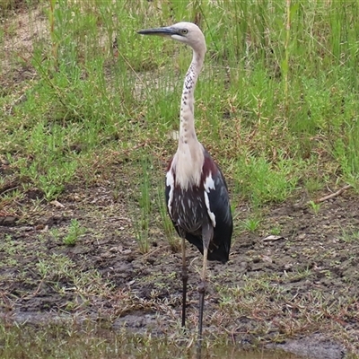 Ardea pacifica (White-necked Heron) at Tharwa, ACT - 29 Jan 2025 by RodDeb