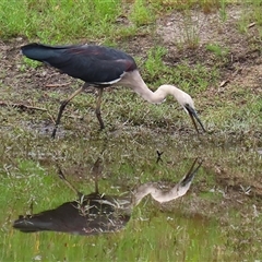 Ardea pacifica at Tharwa, ACT - 29 Jan 2025 11:42 AM