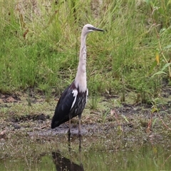 Ardea pacifica at Tharwa, ACT - 29 Jan 2025 11:42 AM