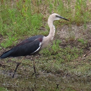 Ardea pacifica at Tharwa, ACT - 29 Jan 2025 11:42 AM