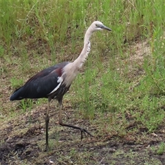 Ardea pacifica at Tharwa, ACT - 29 Jan 2025 11:42 AM