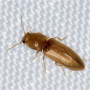 Unidentified Click beetle (Elateridae) at Melba, ACT by kasiaaus